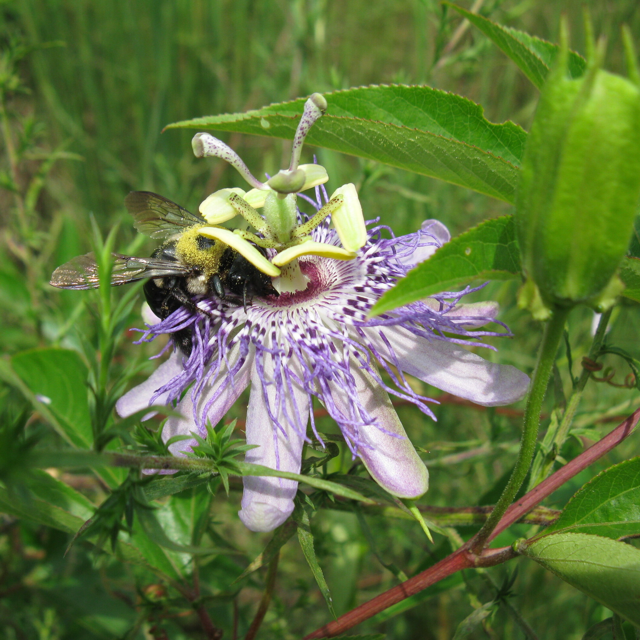 Summer Edible Plants with Roots Marshall - logo